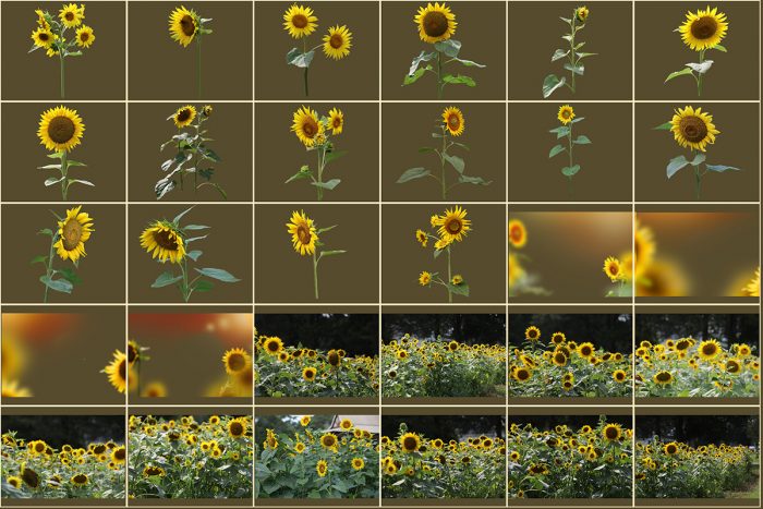 Sunflower Overlay for Photoshop