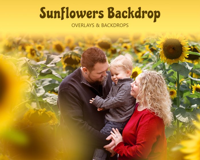 Sunflower Overlays and Backdrops