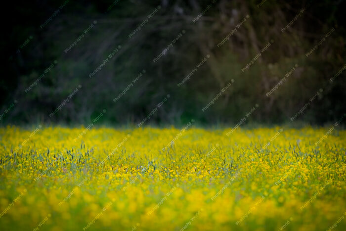 Yellow Buttercups Flower Field